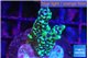 Montipora green & purple polyps 3-4 cm WYSIWYG acclimaté