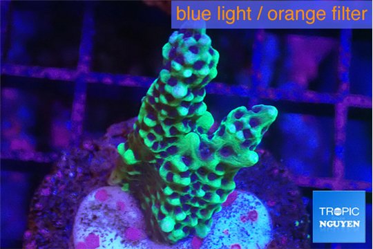 Montipora green & purple polyps 3-4 cm WYSIWYG acclimaté