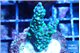 Montipora green & purple polyps 3-4 cm WYSIWYG acclimaté