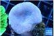 Sarcophyton green polyps 3-6 cm WYSIWYG acclimaté