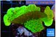Montipora green cap 3-5 cm WYSIWYG acclimaté
