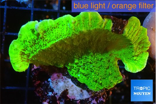 Montipora green cap 3-5 cm WYSIWYG acclimaté