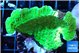 Montipora green cap 3-5 cm WYSIWYG acclimaté