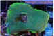 Montipora green purple blue polyps damaged 2-4 cm WYSIWYG acclimaté