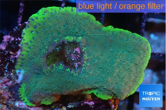 Montipora green purple blue polyps damaged 2-4 cm WYSIWYG acclimaté