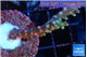 Acropora joker 4-5 cm WYSIWYG acclimaté