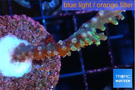 Acropora joker 4-5 cm WYSIWYG acclimaté