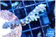 Acropora joker 4-5 cm WYSIWYG acclimaté
