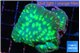 Echinopora lamellosa neon green spot 4-5 cm WYSIWYG acclimaté