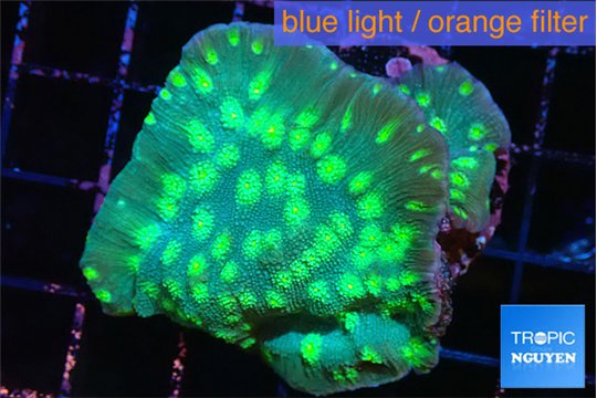 Echinopora lamellosa neon green spot 4-5 cm WYSIWYG acclimaté