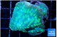 Echinopora lamellosa neon green spot 4-5 cm WYSIWYG acclimaté