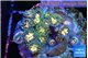 Zoanthus galaxy 3-4 cm WYSIWYG acclimaté