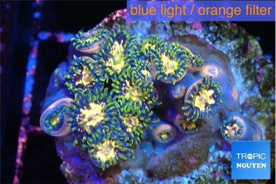 Zoanthus galaxy 3-4 cm WYSIWYG acclimaté