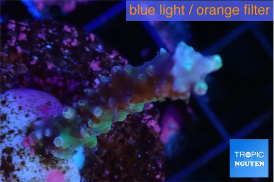 Acropora joker frag 3-4 cm WYSIWYG acclimaté