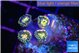 Zoanthus galaxy 4 polyps WYSIWYG acclimaté