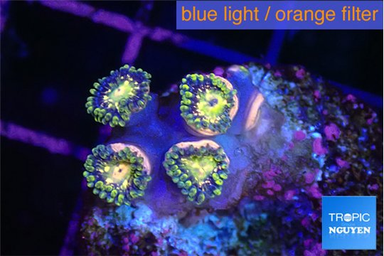 Zoanthus galaxy 4 polyps WYSIWYG acclimaté