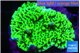 Montipora green 3-4 cm WYSIWYG acclimaté