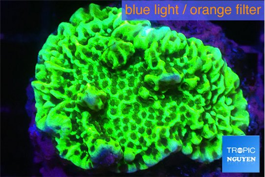 Montipora green 3-4 cm WYSIWYG acclimaté