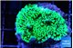 Montipora green 3-4 cm WYSIWYG acclimaté