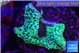 Montipora green & purple polyps 3-4 cm WYSIWYG acclimaté