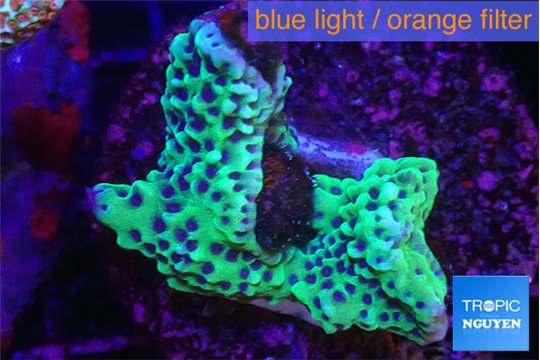 Montipora green & purple polyps 3-4 cm WYSIWYG acclimaté
