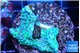 Montipora green & purple polyps 3-4 cm WYSIWYG acclimaté
