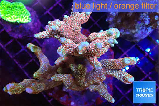 Montipora digitata red 7-12 cm WYSIWYG acclimaté