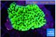 Montipora green 2-4 cm WYSIWYG acclimaté