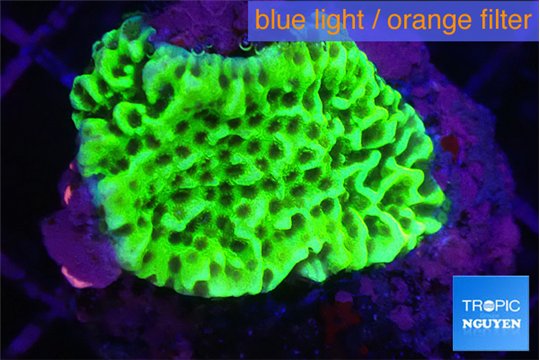 Montipora green 2-4 cm WYSIWYG acclimaté