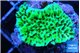 Montipora green 2-4 cm WYSIWYG acclimaté