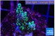 Montipora green & purple polyps 2-4 cm WYSIWYG acclimaté