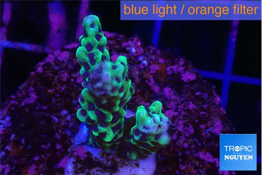 Montipora green & purple polyps 2-4 cm WYSIWYG acclimaté