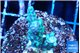Montipora green & purple polyps 2-4 cm WYSIWYG acclimaté