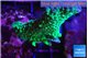 Montipora green 3-4 cm WYSIWYG acclimaté