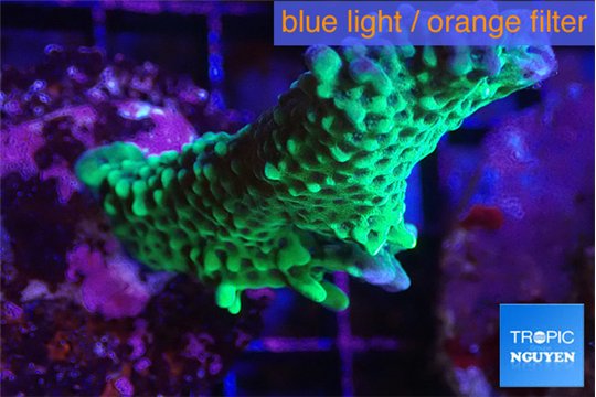 Montipora green 3-4 cm WYSIWYG acclimaté