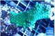 Montipora green 3-4 cm WYSIWYG acclimaté