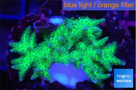Seriatopora golden green 4-5 cm WYSIWYG acclimaté