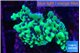 Montipora green & purple polyps 2-4 cm WYSIWYG acclimaté