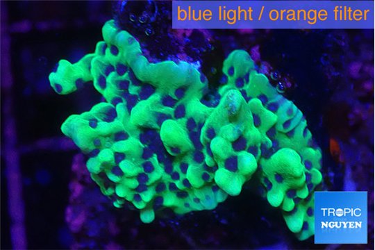 Montipora green & purple polyps 2-4 cm WYSIWYG acclimaté