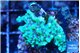 Montipora green & purple polyps 2-4 cm WYSIWYG acclimaté