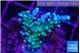 Acropora joker green purple 3-4 cm WYSIWYG acclimaté