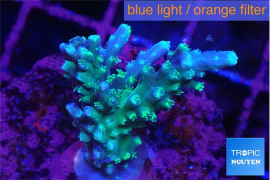Acropora joker green purple 3-4 cm WYSIWYG acclimaté