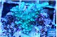 Acropora joker green purple 3-4 cm WYSIWYG acclimaté