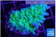 Acropora joker green purple 2-3 cm WYSIWYG acclimaté
