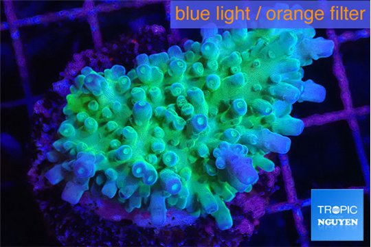 Acropora joker green purple 2-3 cm WYSIWYG acclimaté