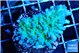 Acropora joker green purple 2-3 cm WYSIWYG acclimaté