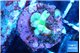 Anacropora green 0,5-1 cm WYSIWYG acclimaté