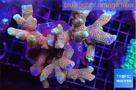 Montipora digitata red 7-12 cm WYSIWYG acclimaté