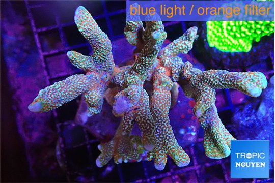 Montipora digitata red 7-12 cm WYSIWYG acclimaté