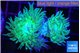 Duncanopsammia green 2 polyps WYSIWYG acclimaté